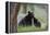 Black Bear (Ursus Americanus), Sow and Yearling Cub, Yellowstone National Park, Wyoming, U.S.A.-James Hager-Framed Premier Image Canvas