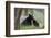 Black Bear (Ursus Americanus), Sow and Yearling Cub, Yellowstone National Park, Wyoming, U.S.A.-James Hager-Framed Photographic Print