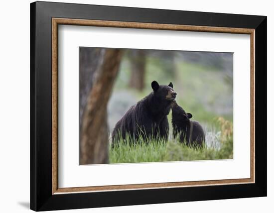 Black Bear (Ursus Americanus), Sow and Yearling Cub, Yellowstone National Park, Wyoming, U.S.A.-James Hager-Framed Photographic Print