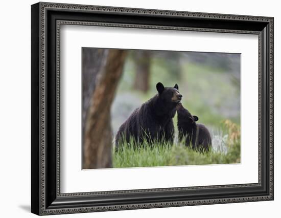 Black Bear (Ursus Americanus), Sow and Yearling Cub, Yellowstone National Park, Wyoming, U.S.A.-James Hager-Framed Photographic Print