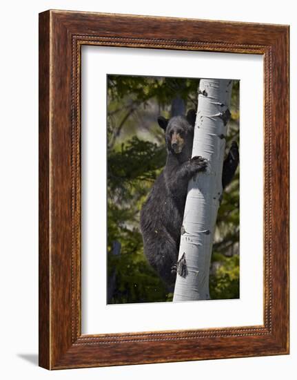 Black Bear (Ursus Americanus) Sow Climbing a Tree-James-Framed Photographic Print