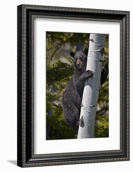 Black Bear (Ursus Americanus) Sow Climbing a Tree-James-Framed Photographic Print