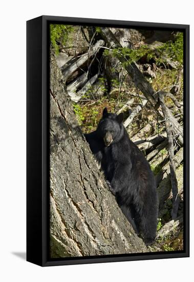 Black Bear (Ursus Americanus), Yellowstone National Park, Wyoming, United States of America-James Hager-Framed Premier Image Canvas