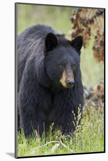 Black Bear (Ursus Americanus), Yellowstone National Park, Wyoming, United States of America-James Hager-Mounted Photographic Print