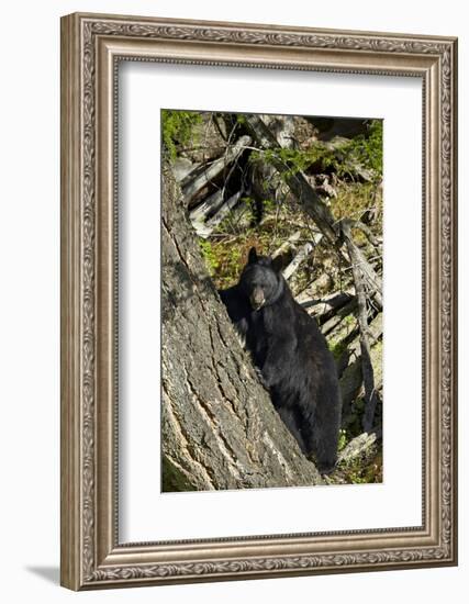 Black Bear (Ursus Americanus), Yellowstone National Park, Wyoming, United States of America-James Hager-Framed Photographic Print