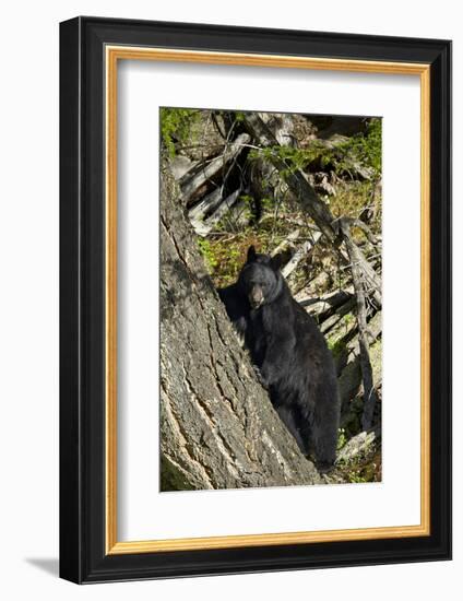 Black Bear (Ursus Americanus), Yellowstone National Park, Wyoming, United States of America-James Hager-Framed Photographic Print