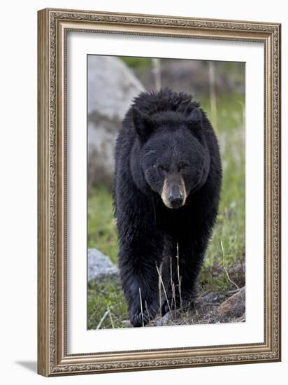 Black Bear (Ursus americanus), Yellowstone National Park, Wyoming, USA, North America-James Hager-Framed Photographic Print