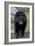 Black Bear (Ursus americanus), Yellowstone National Park, Wyoming, USA, North America-James Hager-Framed Photographic Print