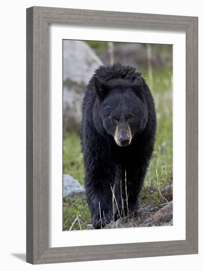 Black Bear (Ursus americanus), Yellowstone National Park, Wyoming, USA, North America-James Hager-Framed Photographic Print