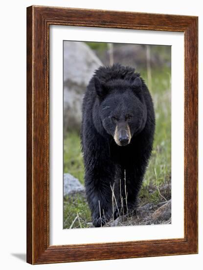 Black Bear (Ursus americanus), Yellowstone National Park, Wyoming, USA, North America-James Hager-Framed Photographic Print