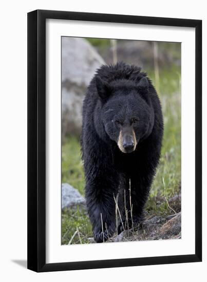 Black Bear (Ursus americanus), Yellowstone National Park, Wyoming, USA, North America-James Hager-Framed Photographic Print