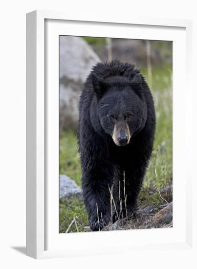 Black Bear (Ursus americanus), Yellowstone National Park, Wyoming, USA, North America-James Hager-Framed Photographic Print
