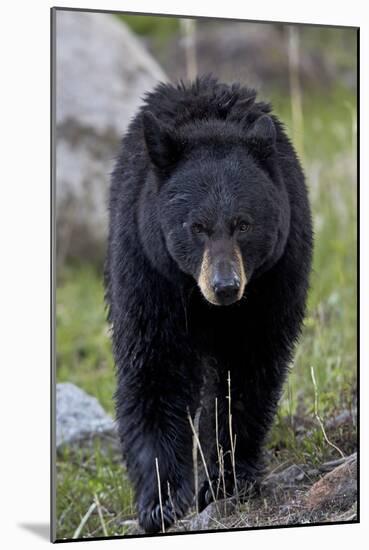 Black Bear (Ursus americanus), Yellowstone National Park, Wyoming, USA, North America-James Hager-Mounted Photographic Print