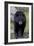 Black Bear (Ursus americanus), Yellowstone National Park, Wyoming, USA, North America-James Hager-Framed Photographic Print