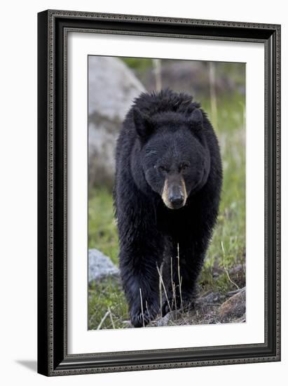 Black Bear (Ursus americanus), Yellowstone National Park, Wyoming, USA, North America-James Hager-Framed Photographic Print