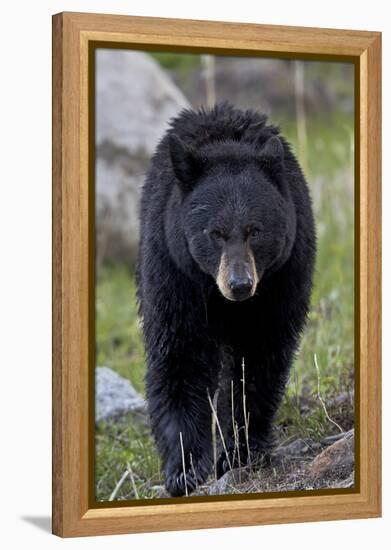 Black Bear (Ursus americanus), Yellowstone National Park, Wyoming, USA, North America-James Hager-Framed Premier Image Canvas