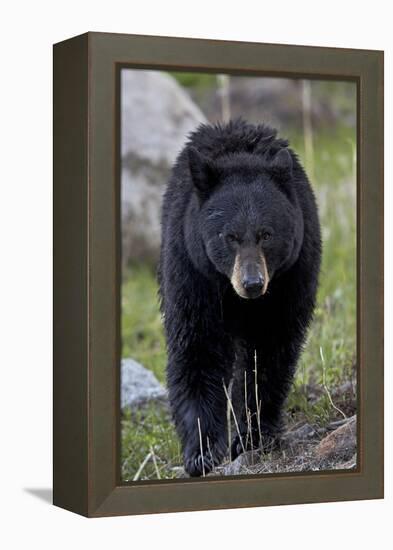 Black Bear (Ursus americanus), Yellowstone National Park, Wyoming, USA, North America-James Hager-Framed Premier Image Canvas