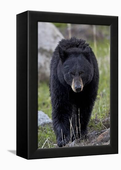 Black Bear (Ursus americanus), Yellowstone National Park, Wyoming, USA, North America-James Hager-Framed Premier Image Canvas