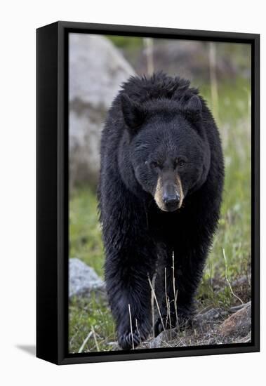 Black Bear (Ursus americanus), Yellowstone National Park, Wyoming, USA, North America-James Hager-Framed Premier Image Canvas
