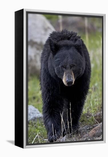 Black Bear (Ursus americanus), Yellowstone National Park, Wyoming, USA, North America-James Hager-Framed Premier Image Canvas