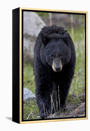 Black Bear (Ursus americanus), Yellowstone National Park, Wyoming, USA, North America-James Hager-Framed Premier Image Canvas