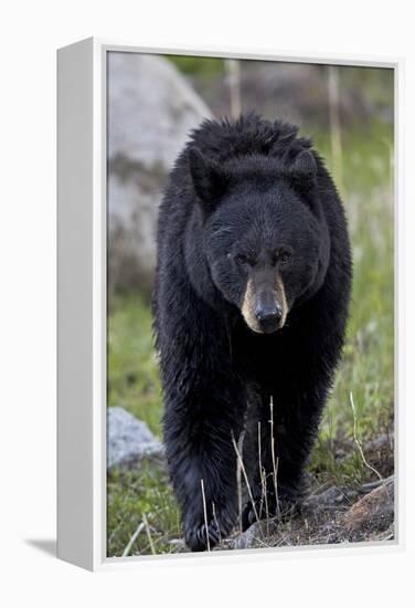 Black Bear (Ursus americanus), Yellowstone National Park, Wyoming, USA, North America-James Hager-Framed Premier Image Canvas