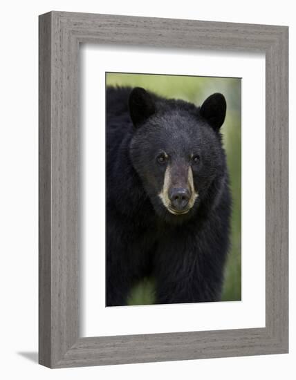 Black Bear (Ursus Americanus), Yellowstone National Park, Wyoming-James Hager-Framed Photographic Print
