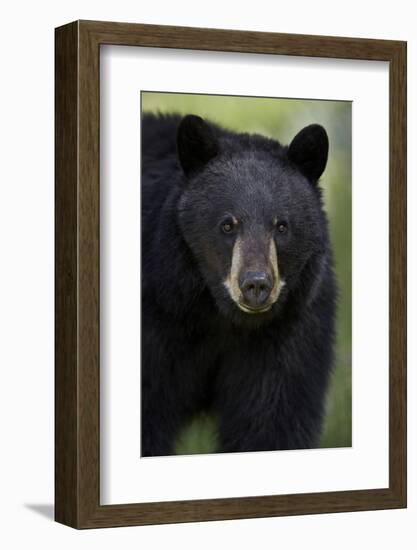 Black Bear (Ursus Americanus), Yellowstone National Park, Wyoming-James Hager-Framed Photographic Print