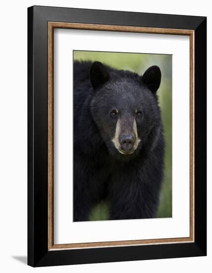 Black Bear (Ursus Americanus), Yellowstone National Park, Wyoming-James Hager-Framed Photographic Print