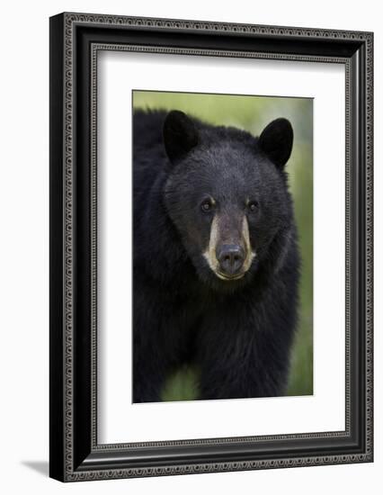 Black Bear (Ursus Americanus), Yellowstone National Park, Wyoming-James Hager-Framed Photographic Print