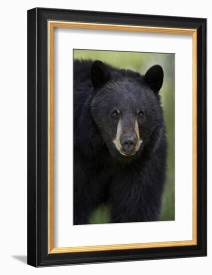 Black Bear (Ursus Americanus), Yellowstone National Park, Wyoming-James Hager-Framed Photographic Print