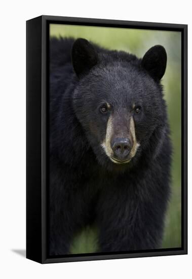 Black Bear (Ursus Americanus), Yellowstone National Park, Wyoming-James Hager-Framed Premier Image Canvas