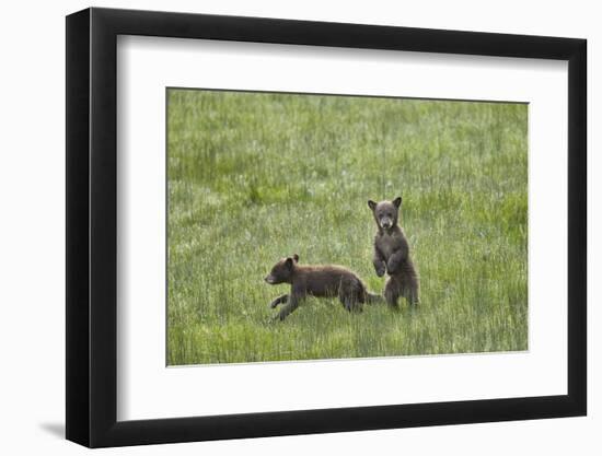 Black Bear (Ursus Americanus), Yellowstone National Park, Wyoming-James Hager-Framed Photographic Print