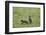 Black Bear (Ursus Americanus), Yellowstone National Park, Wyoming-James Hager-Framed Photographic Print