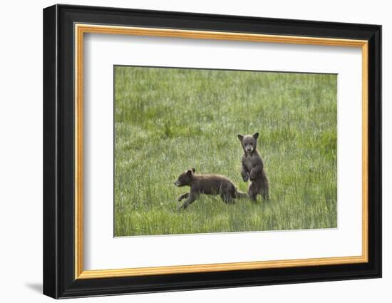 Black Bear (Ursus Americanus), Yellowstone National Park, Wyoming-James Hager-Framed Photographic Print