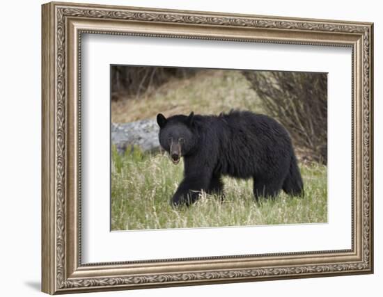 Black Bear (Ursus Americanus)-James Hager-Framed Photographic Print