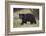 Black Bear (Ursus Americanus)-James Hager-Framed Photographic Print