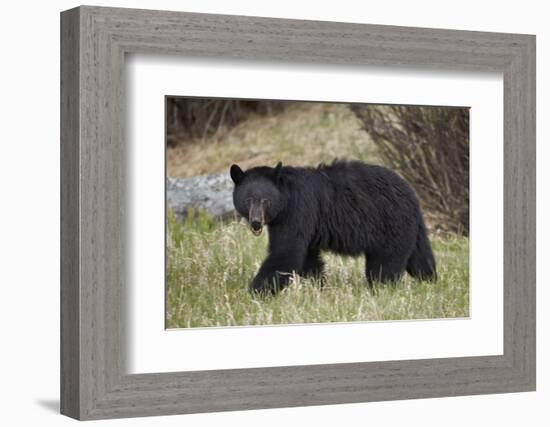 Black Bear (Ursus Americanus)-James Hager-Framed Photographic Print