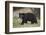 Black Bear (Ursus Americanus)-James Hager-Framed Photographic Print