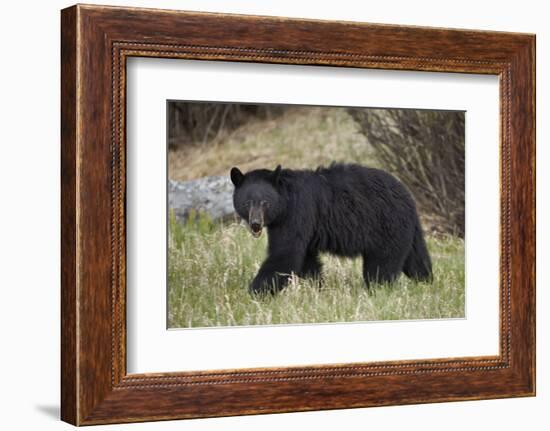 Black Bear (Ursus Americanus)-James Hager-Framed Photographic Print