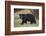 Black Bear (Ursus Americanus)-James Hager-Framed Photographic Print