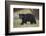 Black Bear (Ursus Americanus)-James Hager-Framed Photographic Print