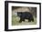 Black Bear (Ursus Americanus)-James Hager-Framed Photographic Print