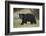 Black Bear (Ursus Americanus)-James Hager-Framed Photographic Print