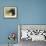 Black Bear Walking-Sarah Stribbling-Framed Giclee Print displayed on a wall