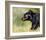 Black Bear Walking-Sarah Stribbling-Framed Giclee Print