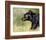 Black Bear Walking-Sarah Stribbling-Framed Giclee Print