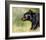 Black Bear Walking-Sarah Stribbling-Framed Giclee Print