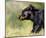Black Bear Walking-Sarah Stribbling-Mounted Giclee Print
