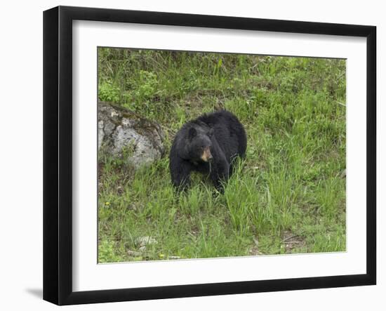 Black Bear (YNP)-Galloimages Online-Framed Photographic Print